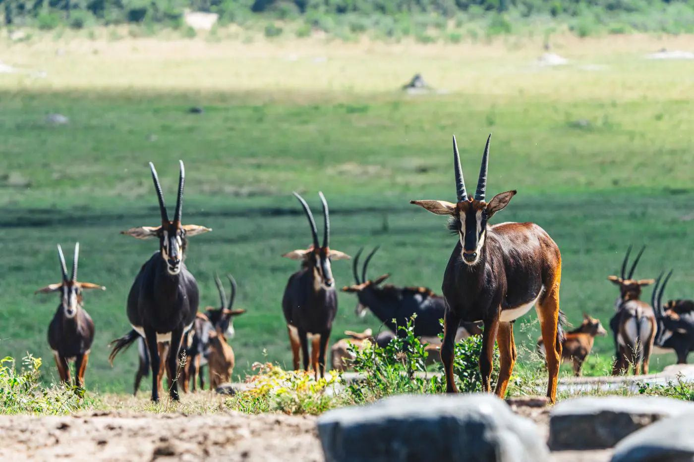 Hwange National Park, Zimbabwe