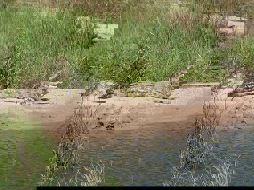 Staff Trip To A South African Safari Holiday with Newmarket Holiday