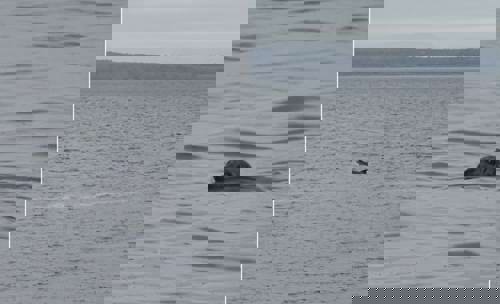 Cheeky wildlife come out to play!