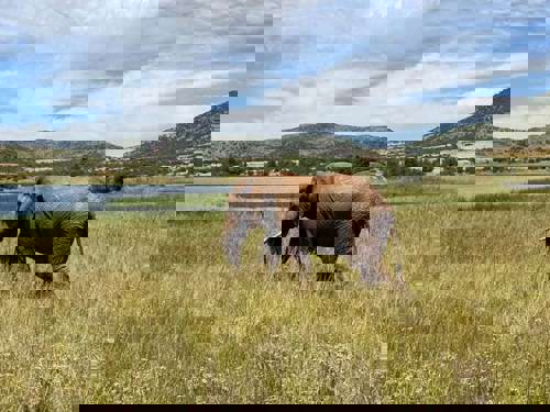 Staff Trip To A South African Safari Holiday with Newmarket Holiday