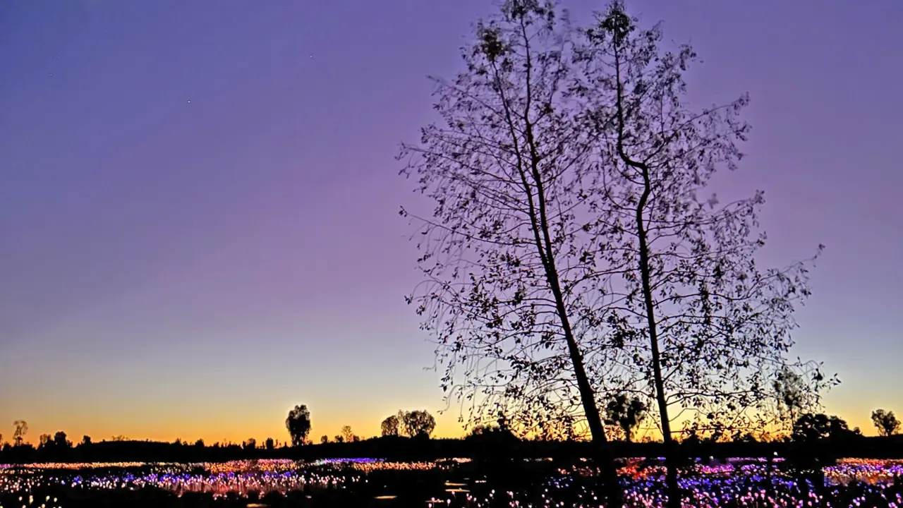 Field of Light, Uluru