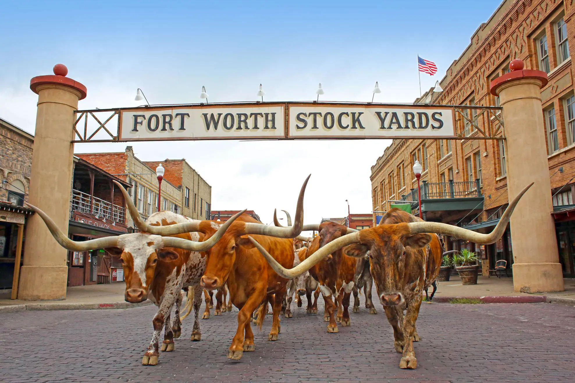A group of longhorn cattle walking beneath the Fort Worth Stock Yards sign in Texas