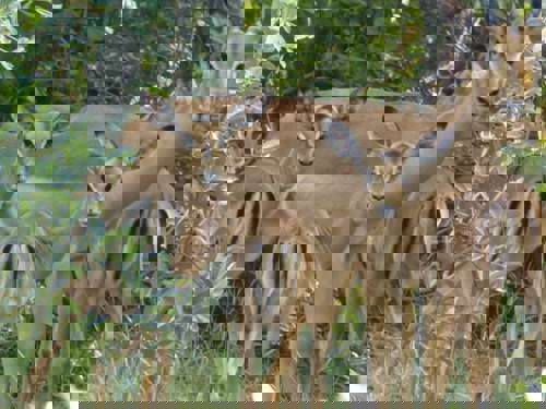 Staff Trip To A South African Safari Holiday with Newmarket Holiday