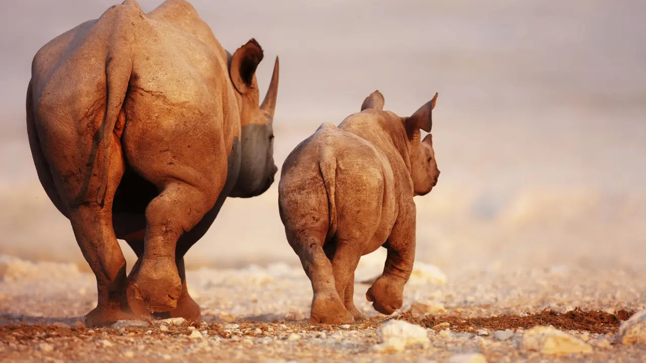 Black rhino and calf