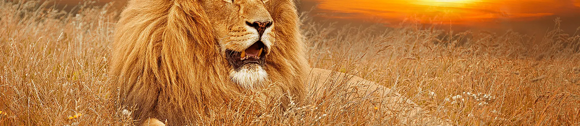 African Adult Lion in Long Grass 