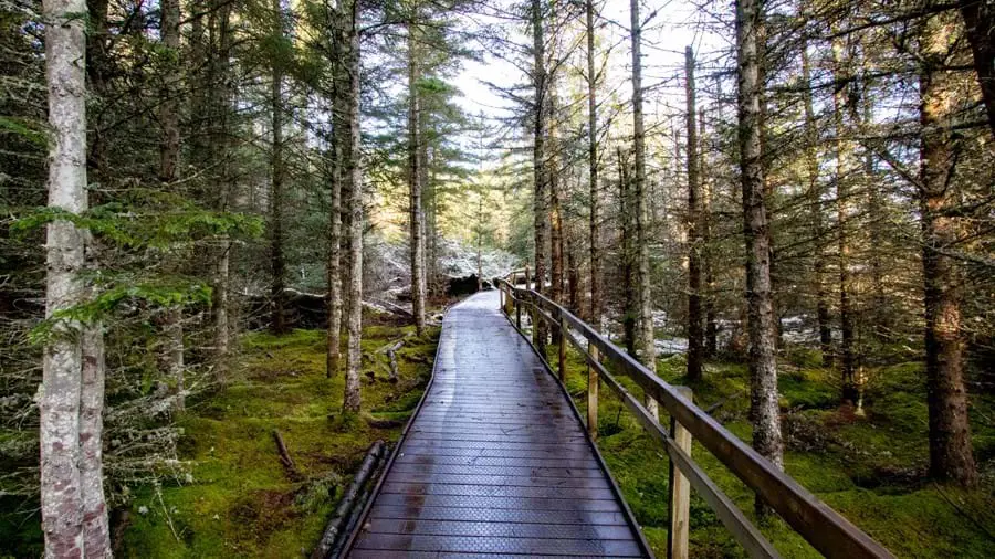 Walkway through the trees in the Abriachan Forest
