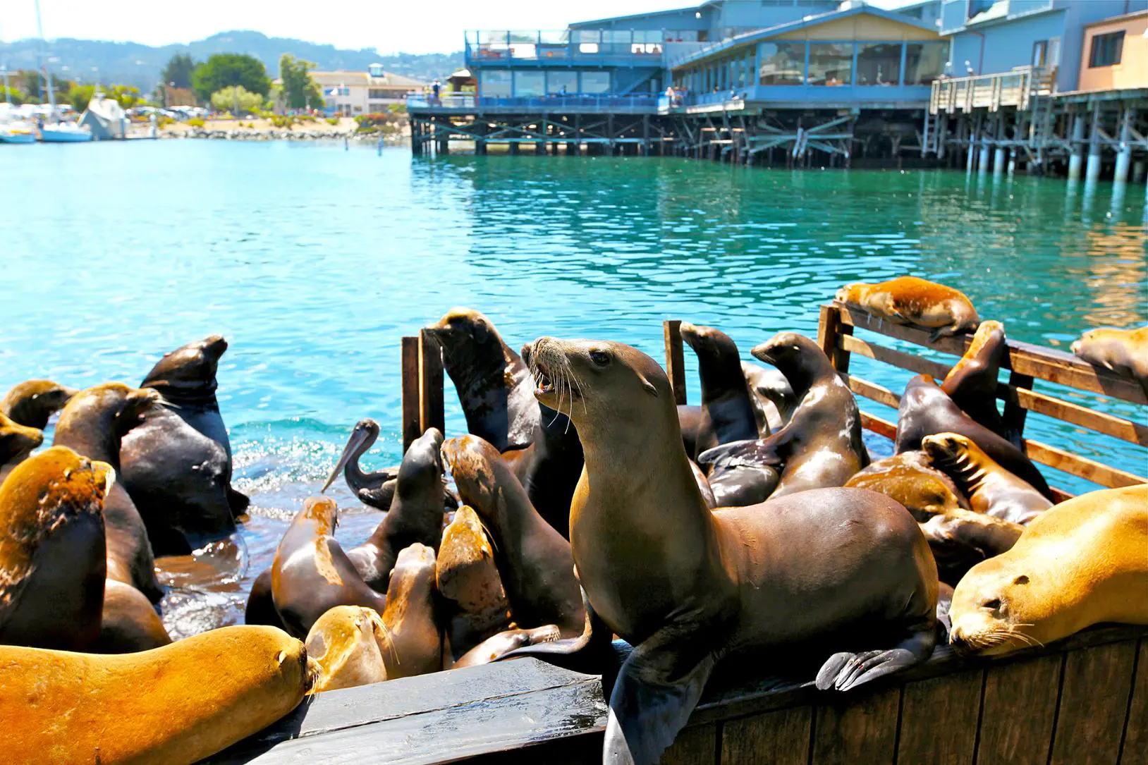 Sea Lions, Monterey Bay, San Francisco