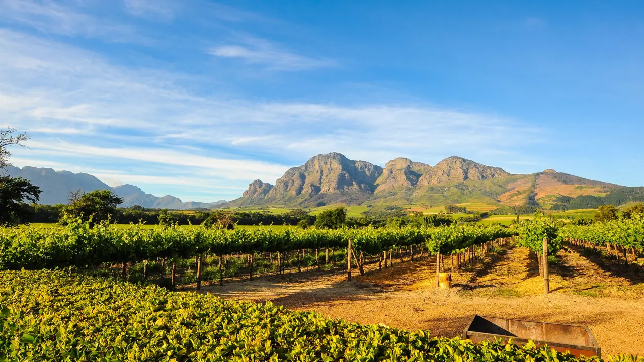  Stellenbosch vineyards, Cape Winelands