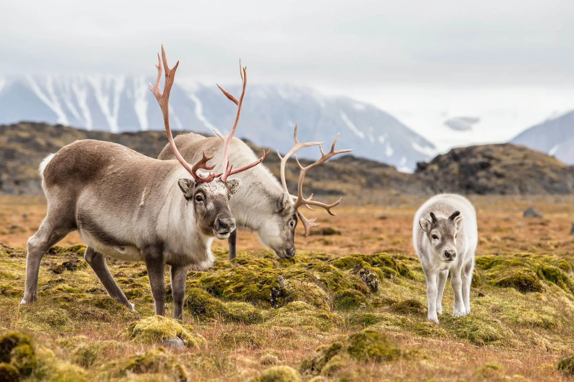 Two adult reindeer with one baby, in a field in Norway