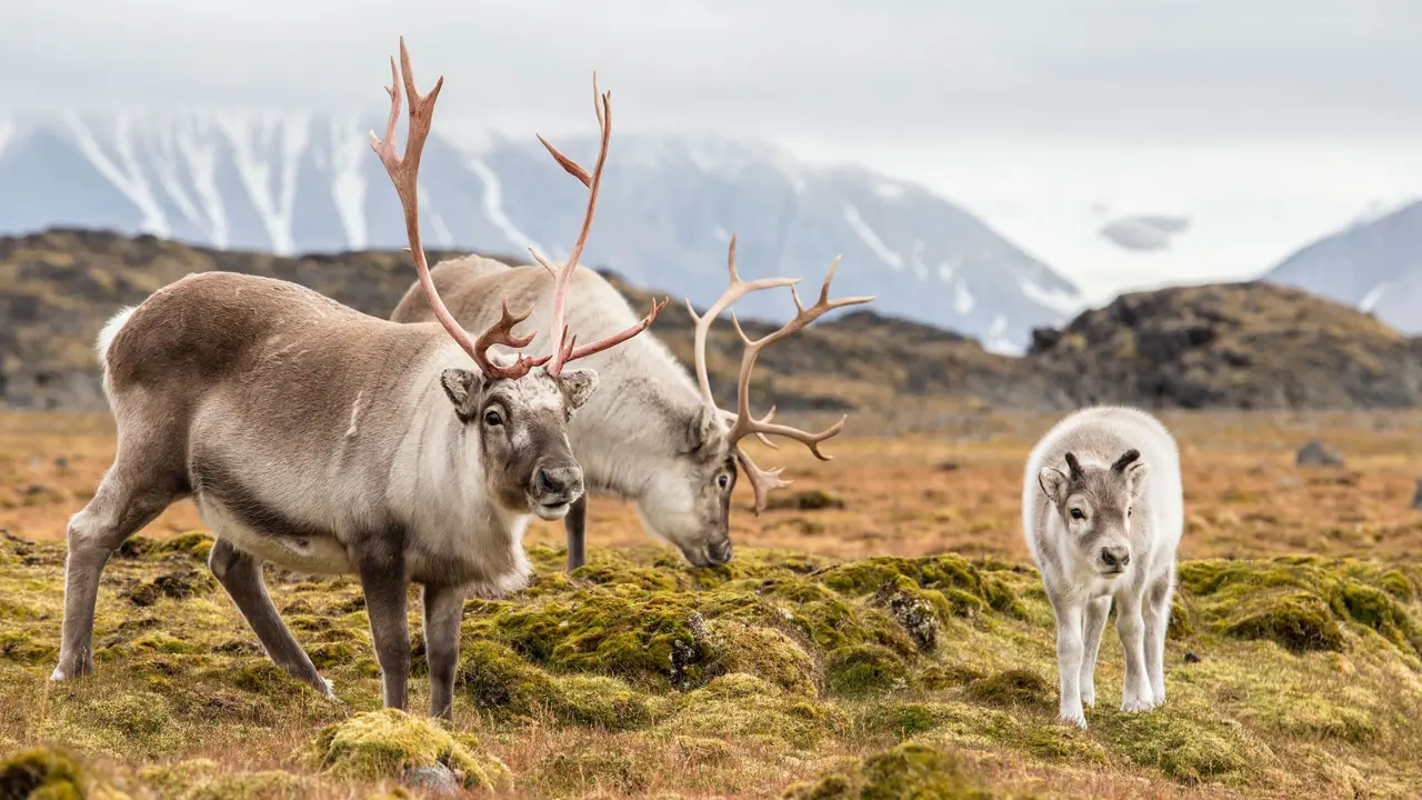 Two adult reindeer with one baby, in a field in Norway