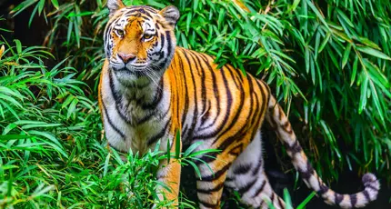 Bengal tiger, Kanha National Park
