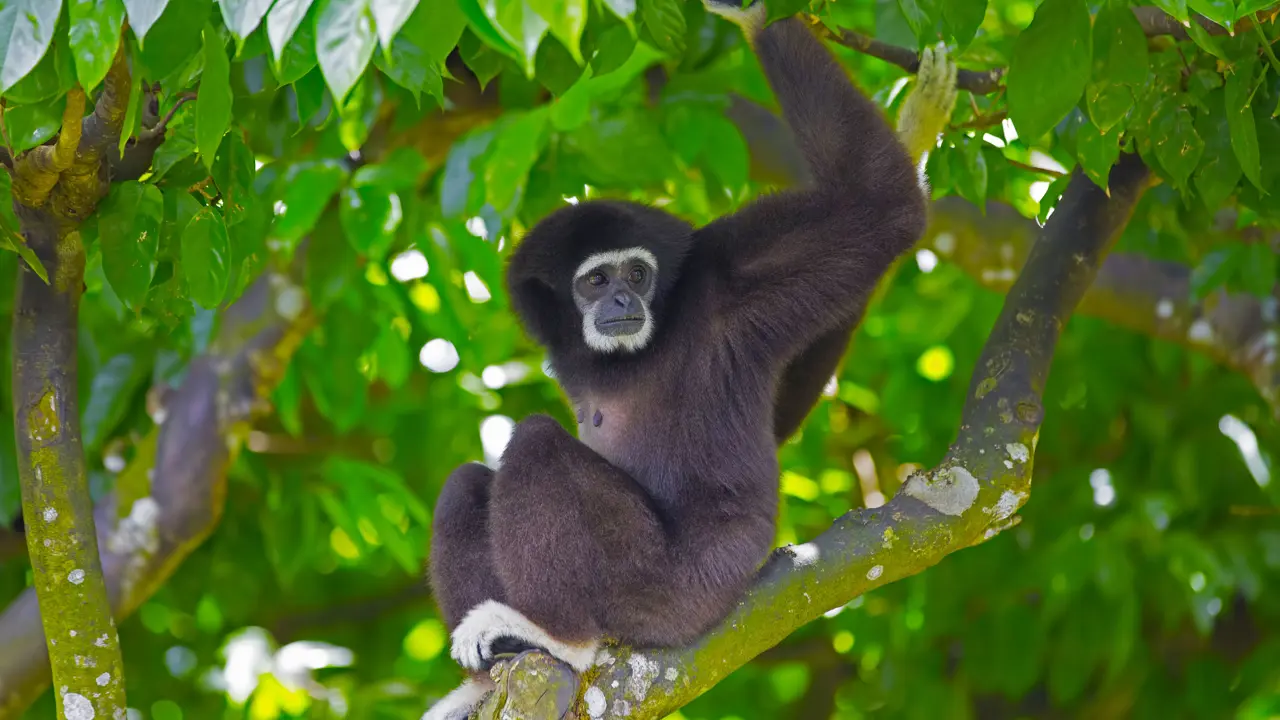 Gibbon monkey, Kota Kinabalu Borneo