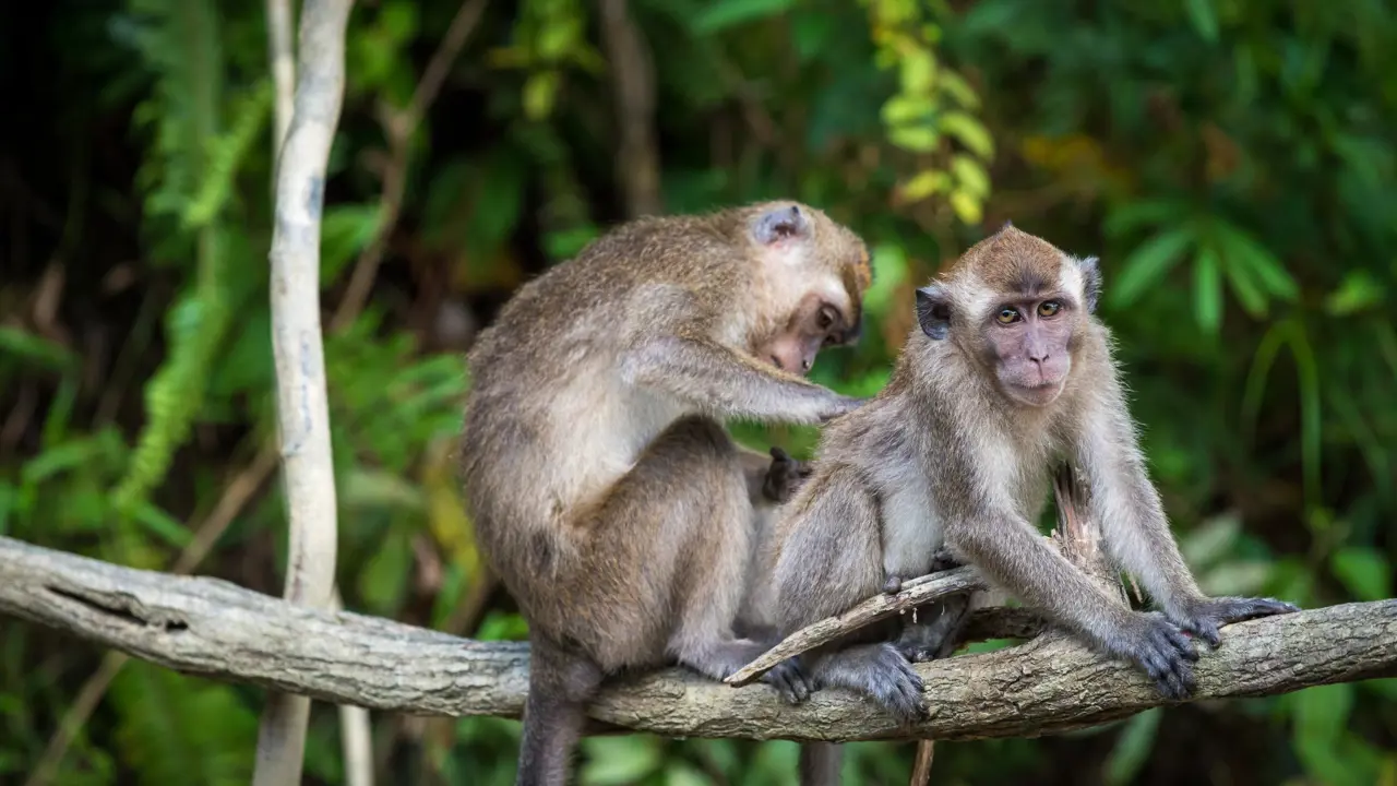 Pair of macaque monkeys grooming each other