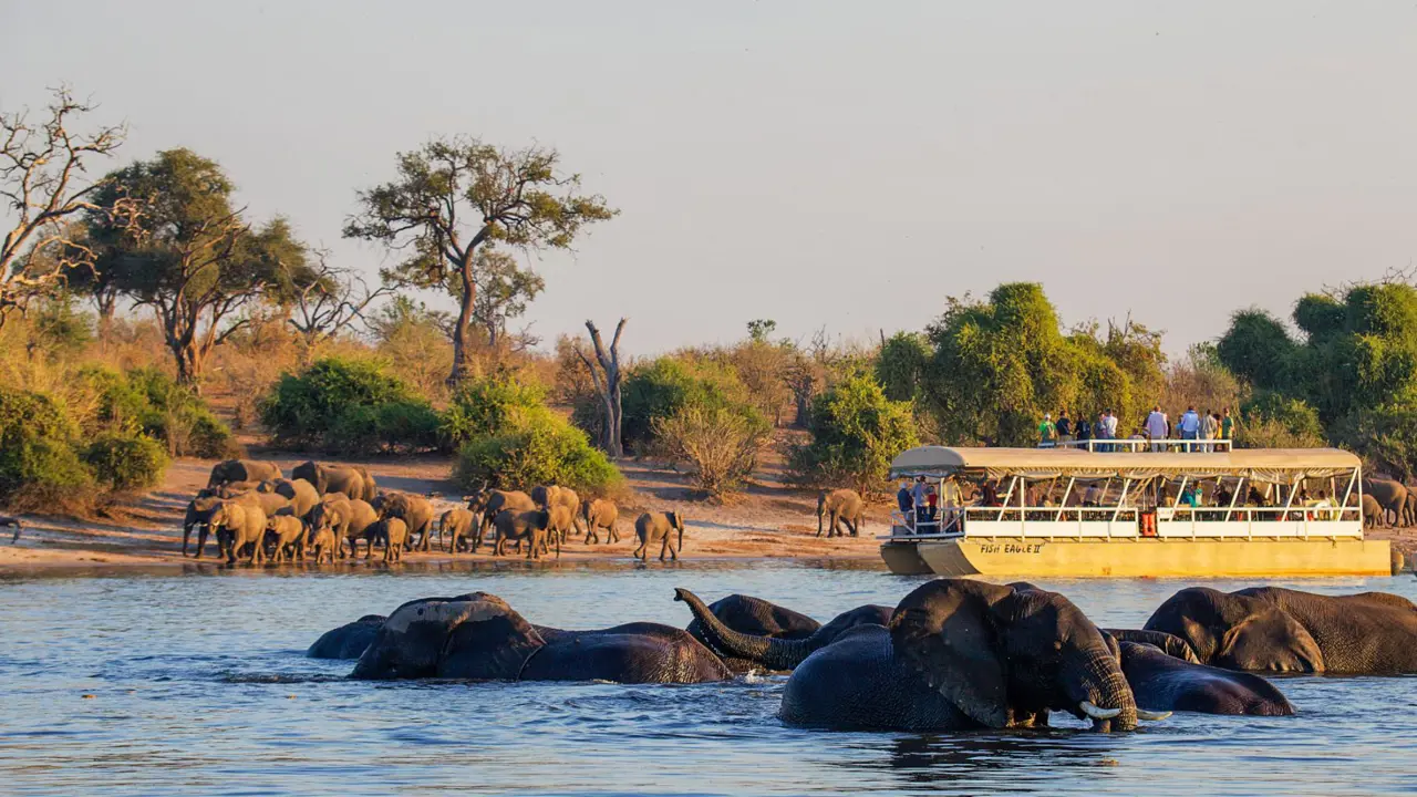 Elephants swimming in the Chobe River in Botswana with a safari boat nearby, offering close-up wildlife viewing on an African river safari.