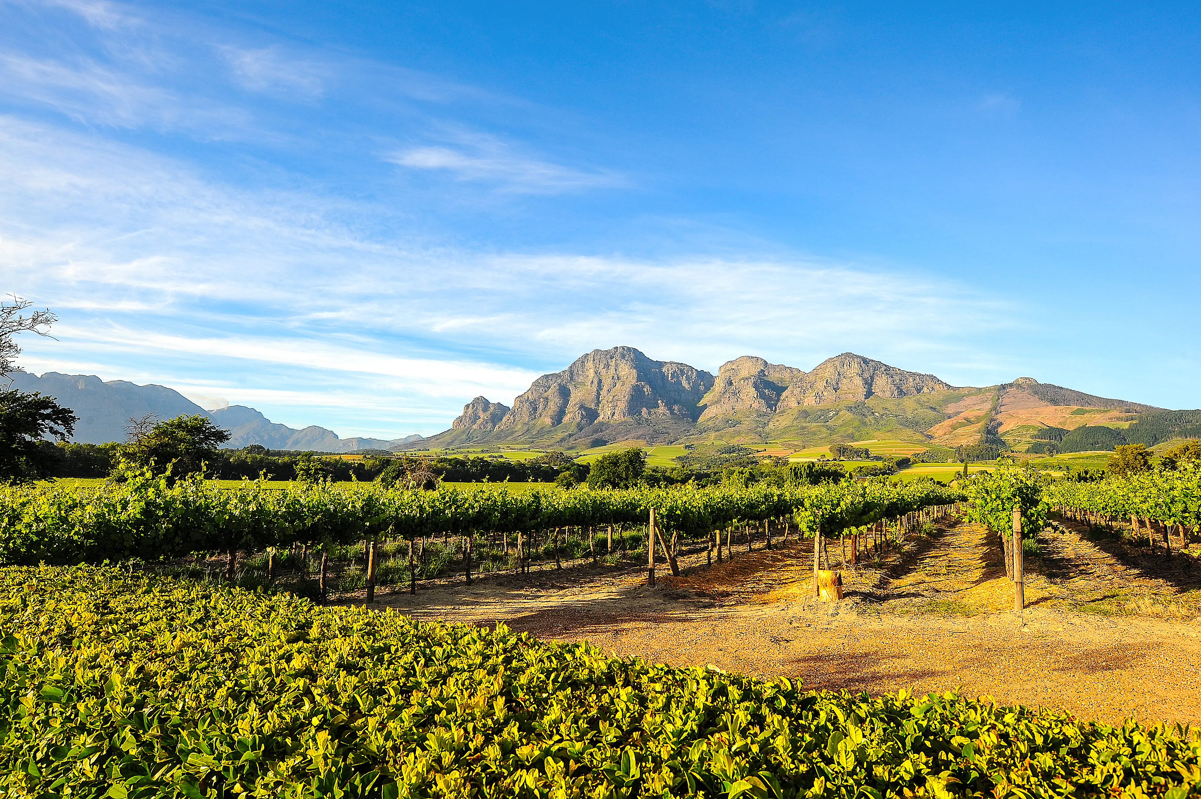 Winelands, South Africa