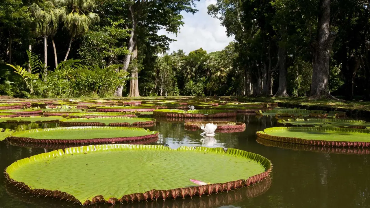 Giant water lilies, Royal Botanic Gardens, Mauritius