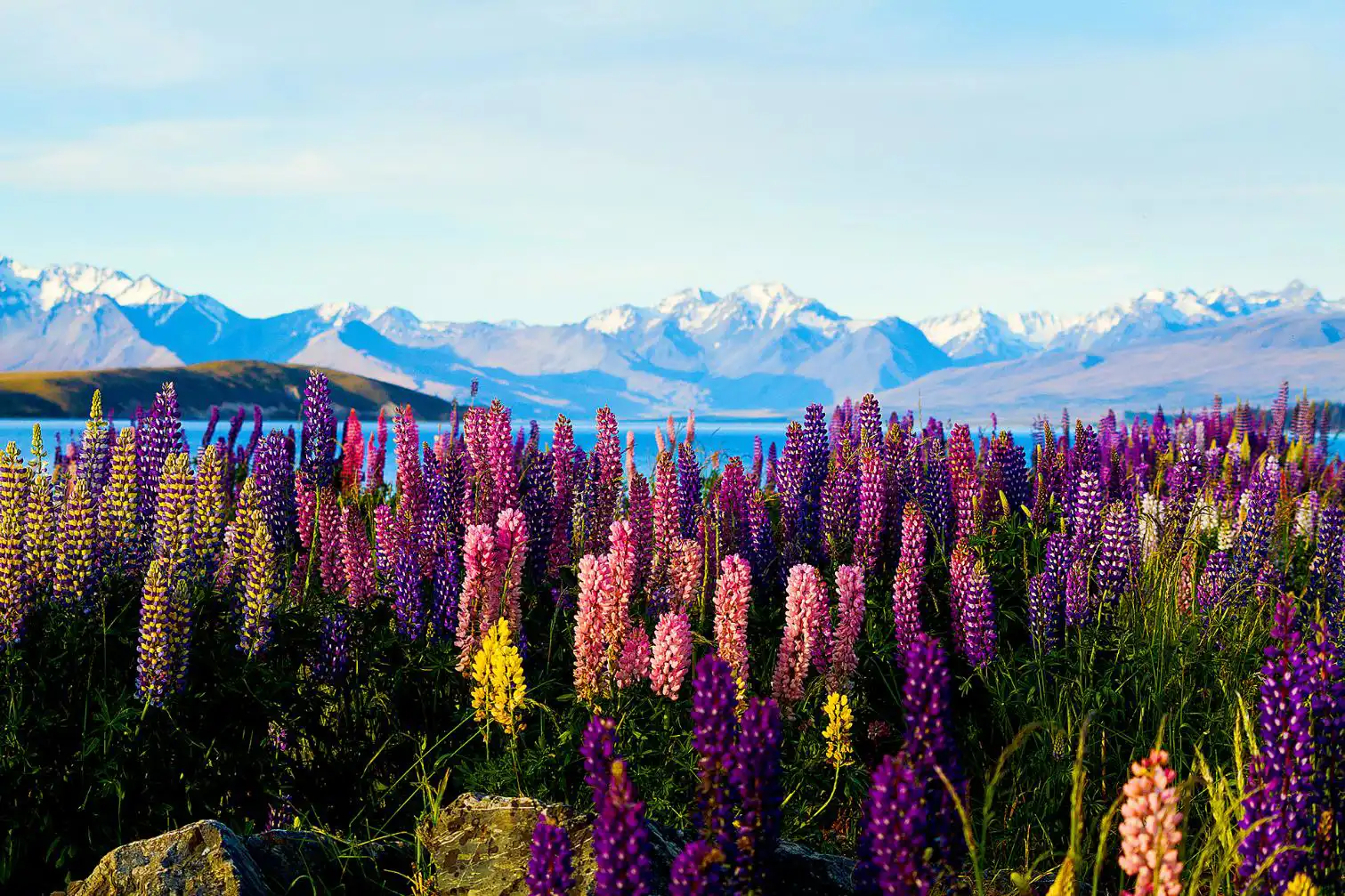 Lake Tekapo, New Zealand