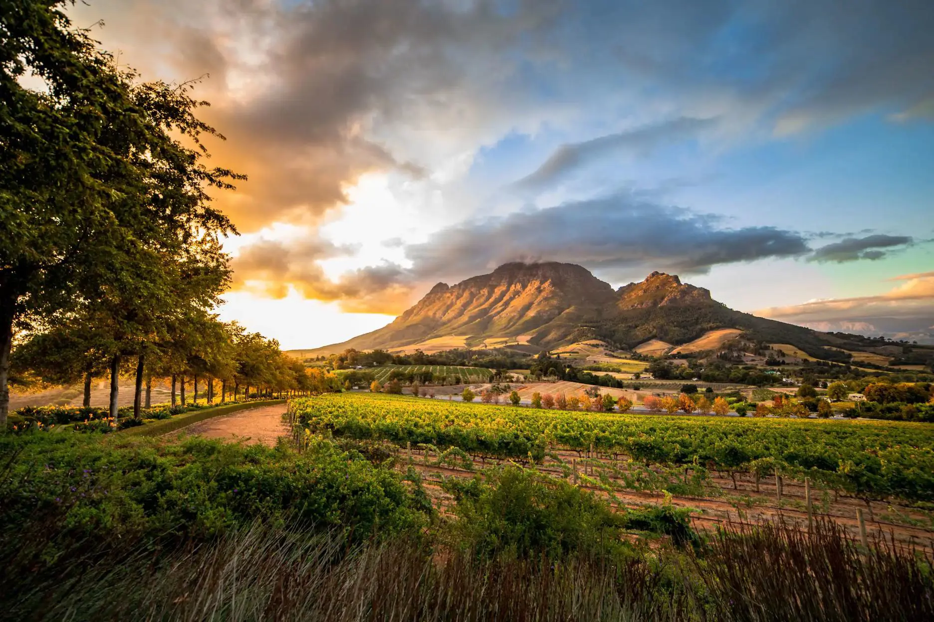 Scenic view of the Winelands in South Africa, with rows of vineyards stretching across rolling hills, framed by mountains under a warm sunset sky