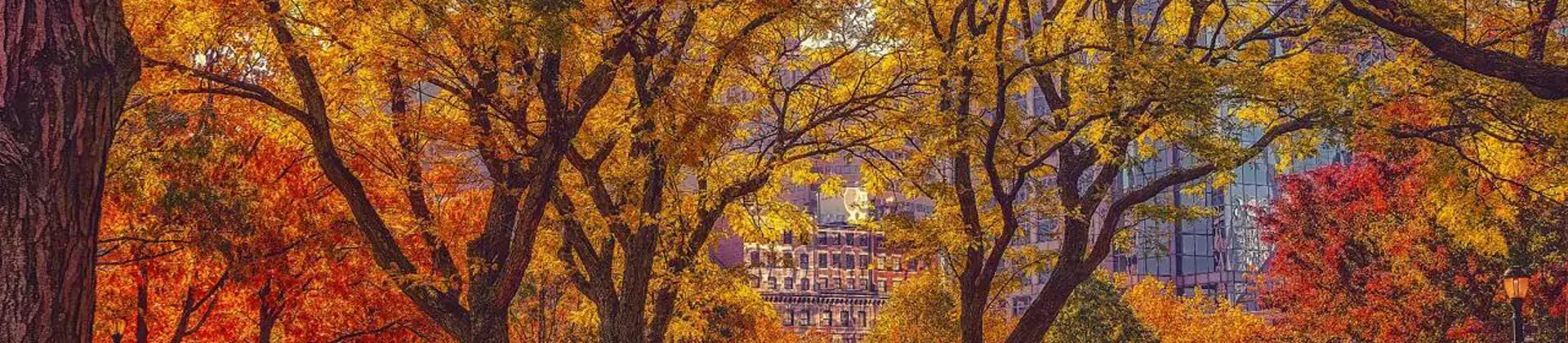 A park in Boston during autumn, with trees displaying vibrant golden leaves and fallen foliage covering the ground