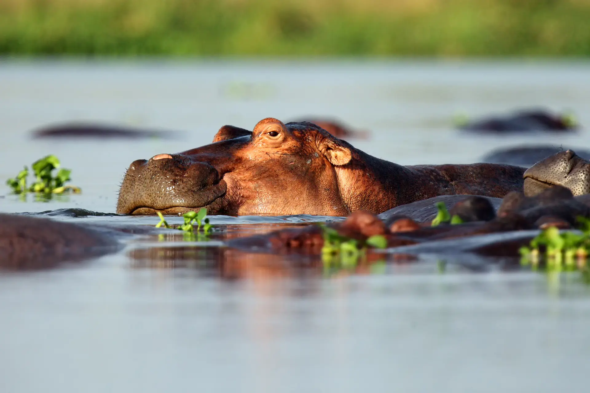 Hippo, Chobe National Park, Zimbabwe