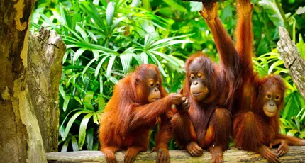 Three orangutans sitting and playing on a tree branch in a lush tropical rainforest in Borneo