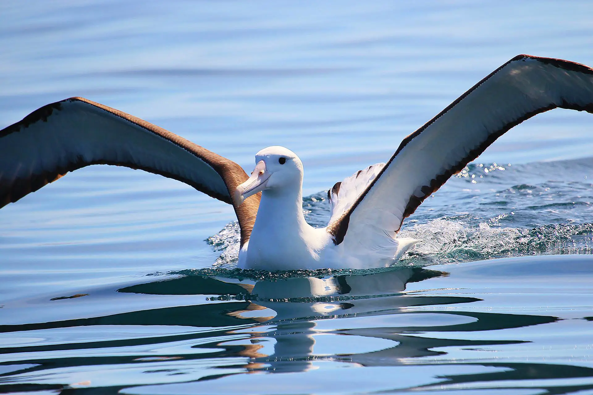 Royal Albatross, Dunedin