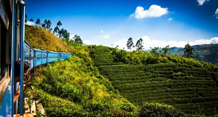 Train From Nuwara Eliya To Kandy Among Tea Plantations In The Highlands Of Sri Lanka