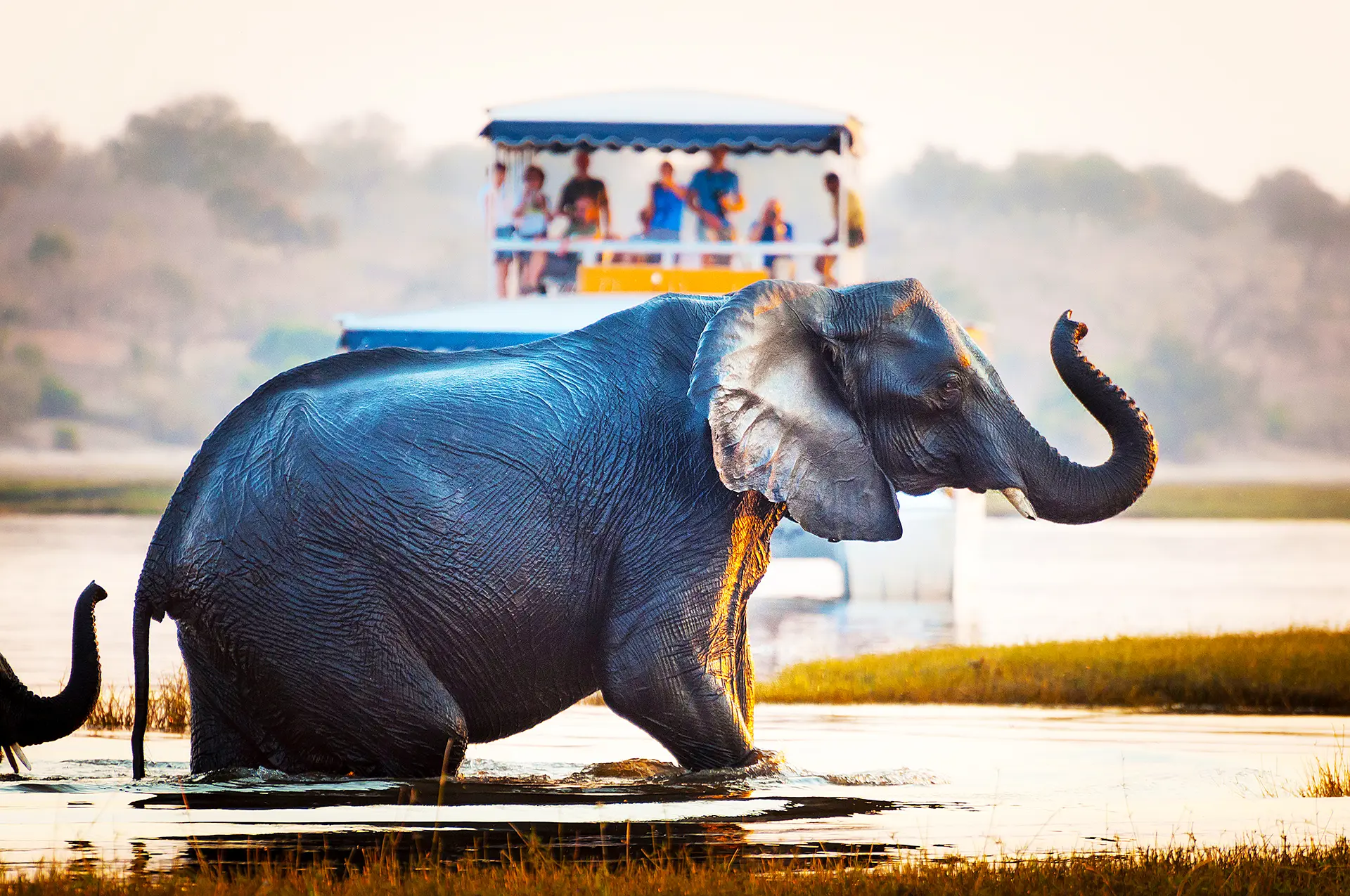 Elephant, Chobe National Park, Zimbabwe