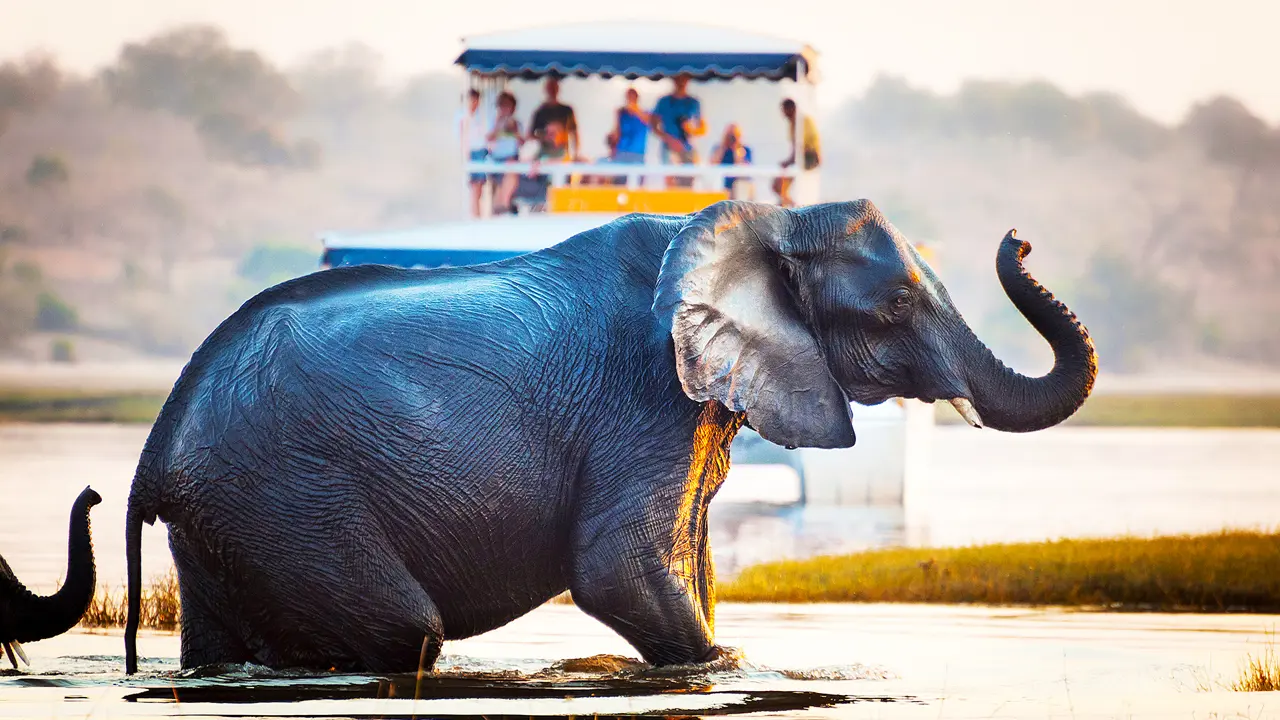 Elephant, Chobe National Park