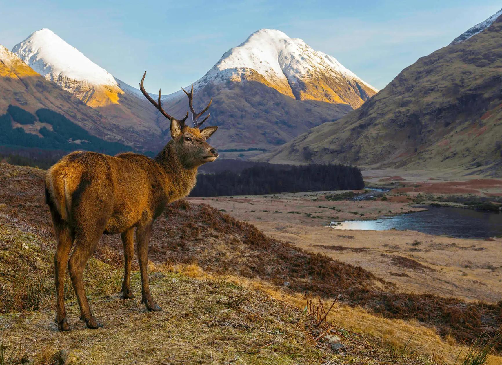 A red deer standing in a glen with snow-capped mountains in the distance in the Scottish Highlands