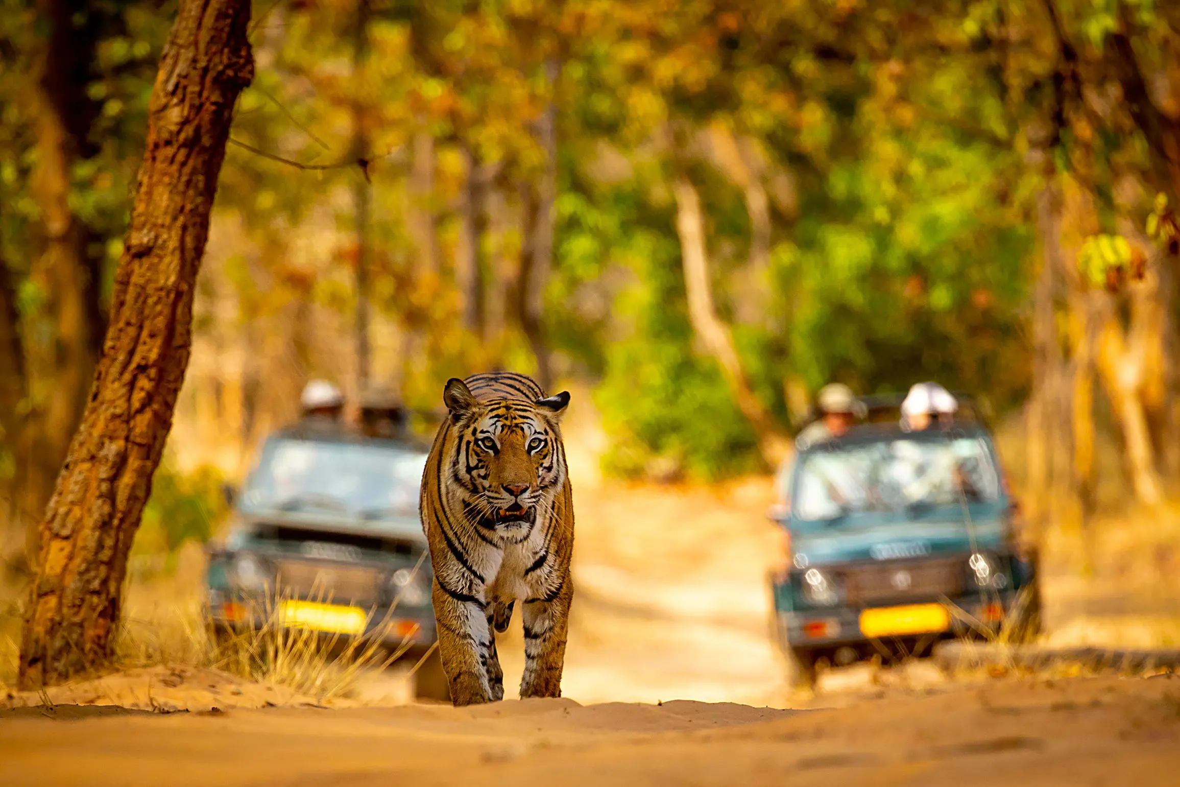 Tiger Jeep Safari Bandhavgarh National Park