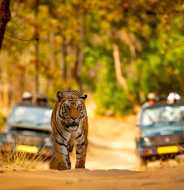 Bengal tiger jeep safari, Bandhavgarh National Park