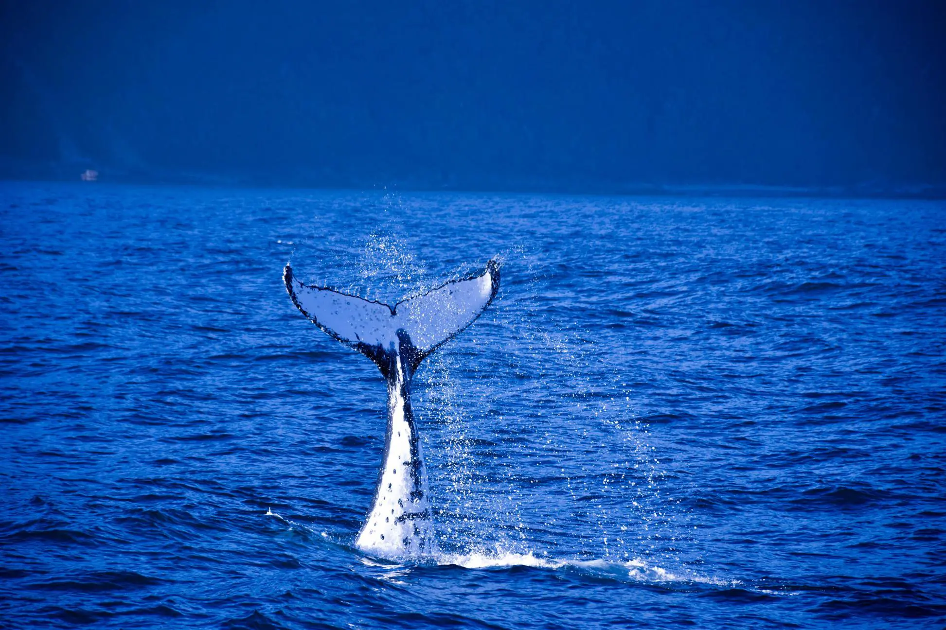 A whale near Milford Sound, New Zealand