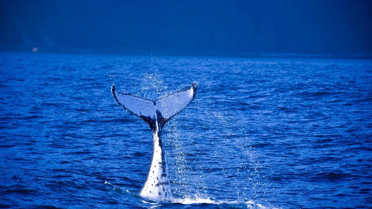 Humpback whale fluke, near Milford Sound, New Zealand