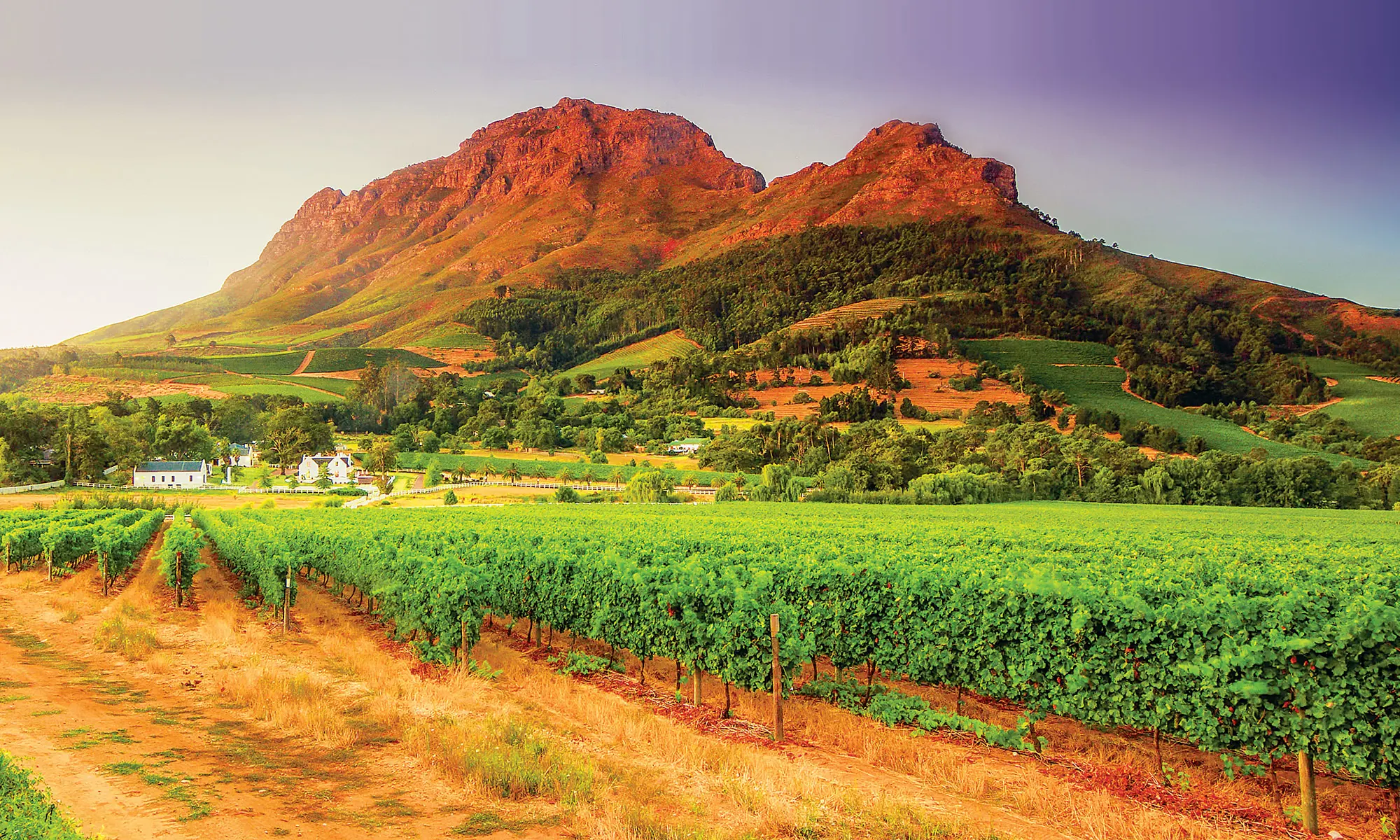 South Africa vineyard 