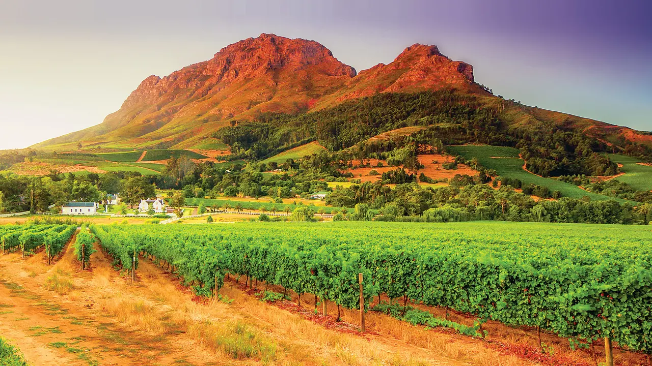 Vineyards and Helderberg Mountain near Stellenbosch, Western Cape