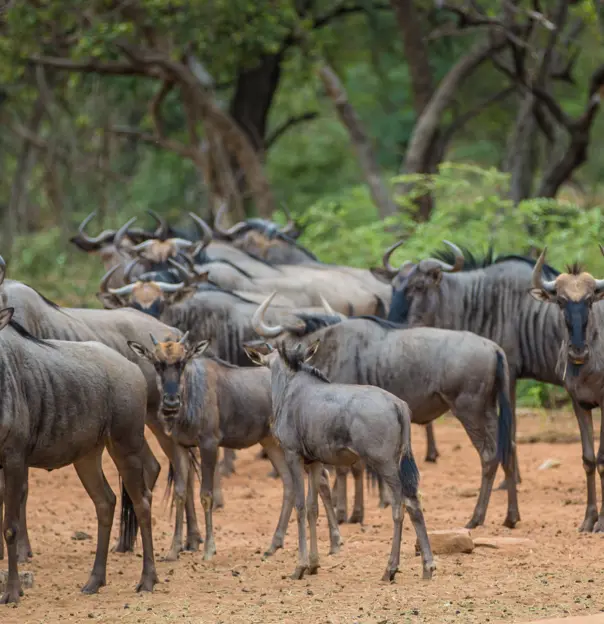 Wildebeest herd