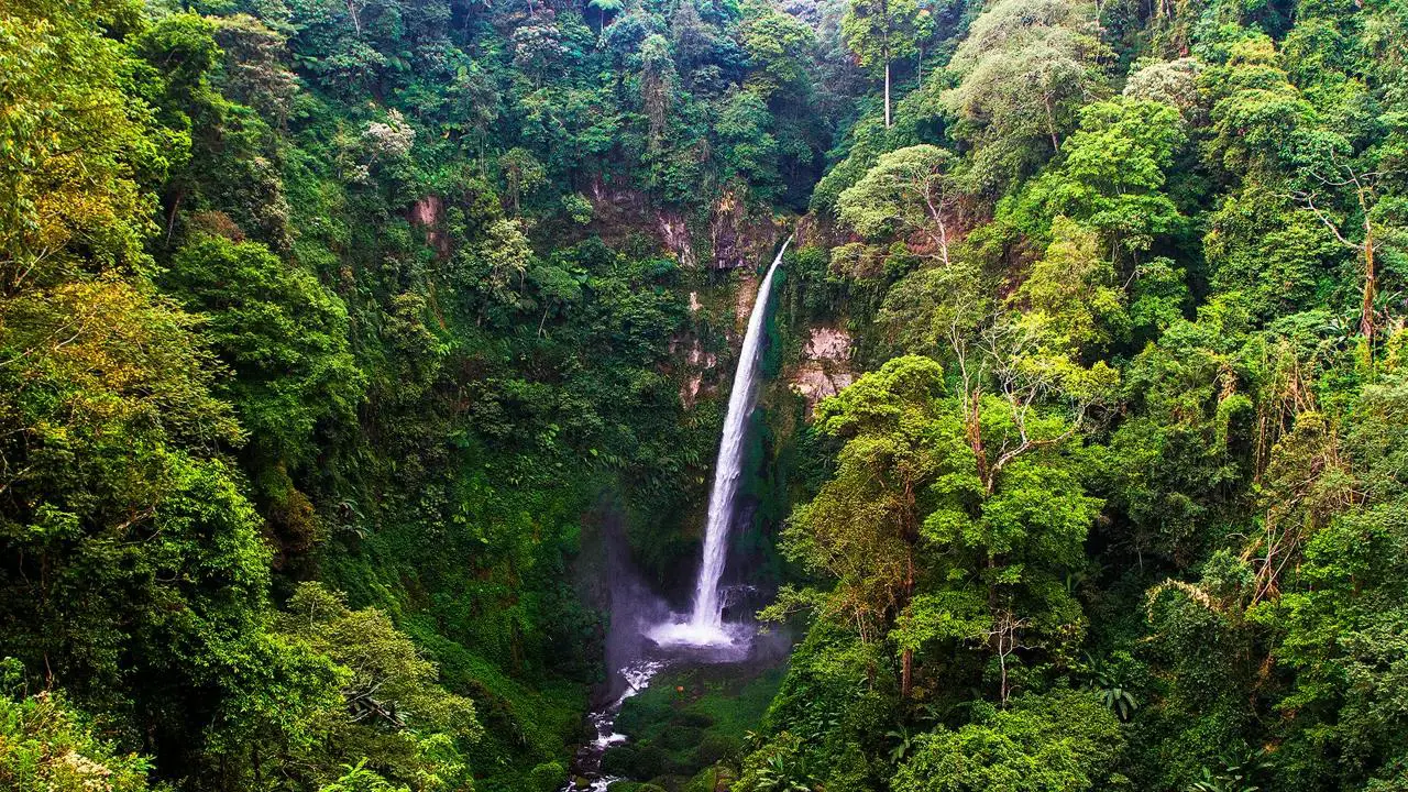 Tall waterfall cascading through lush green forest vegetation at Coban Pelangi Waterfall, Indonesia
