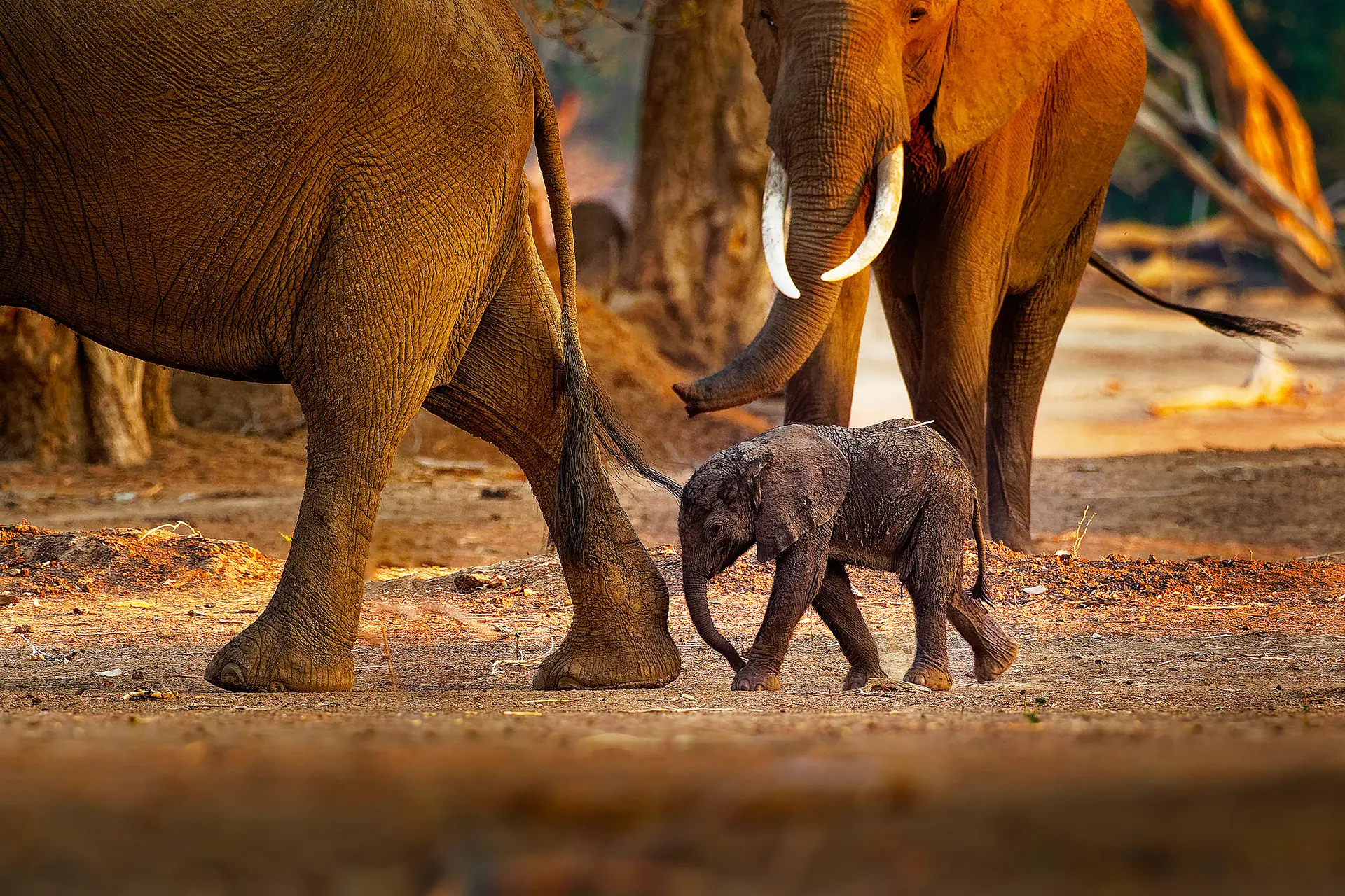 Elephants, Hwange National Park