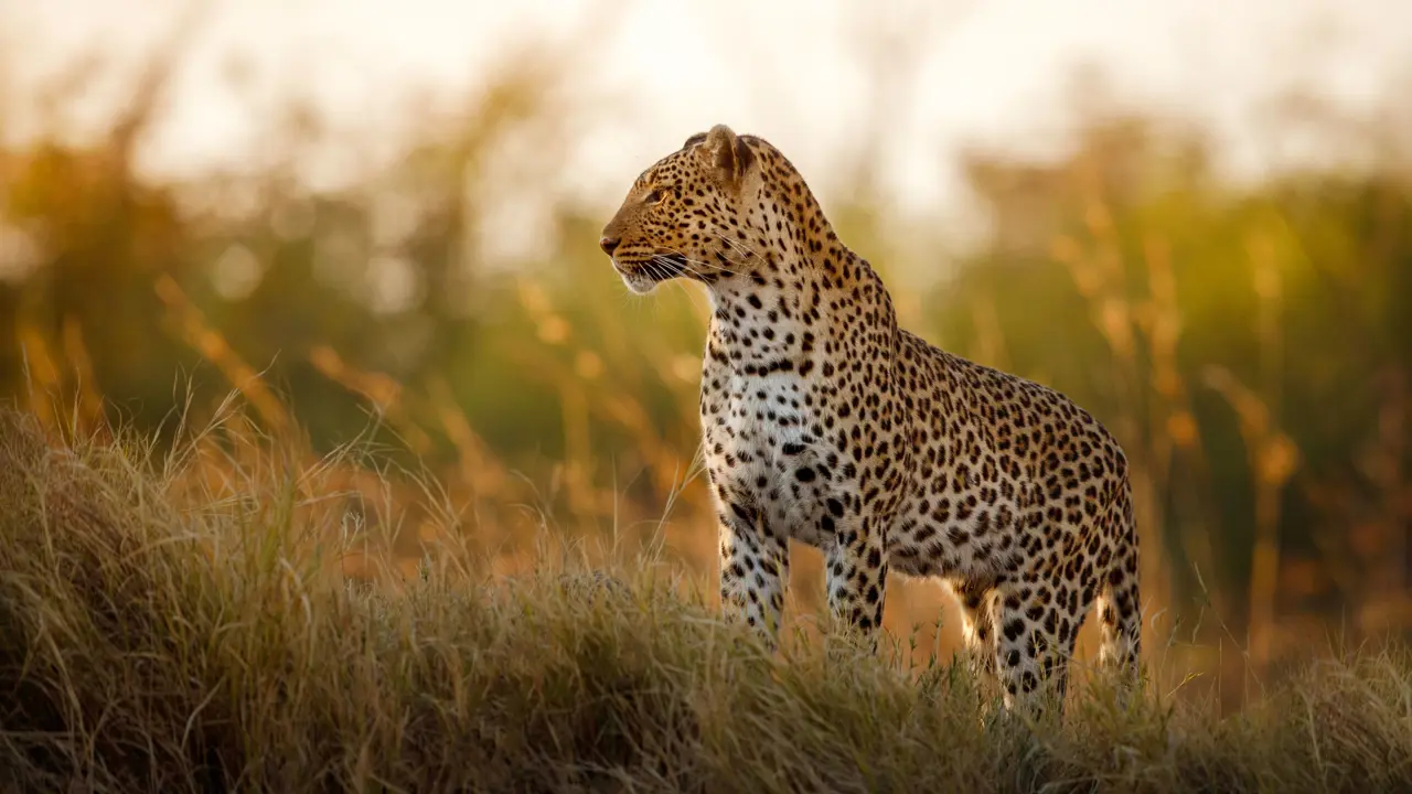 Female leopard