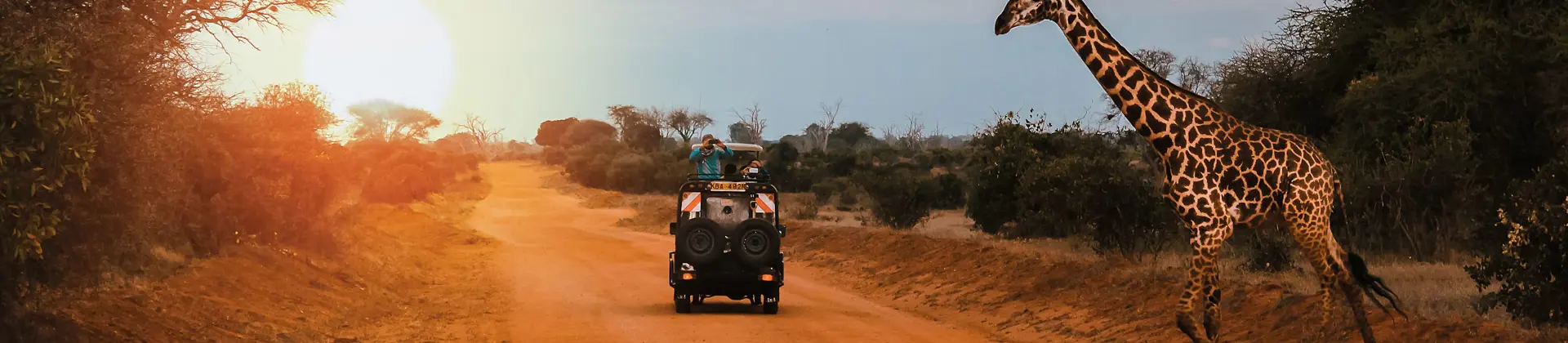 A Jeep Stops While A Giraffe Crosses The Road During A Safari In Kenya
