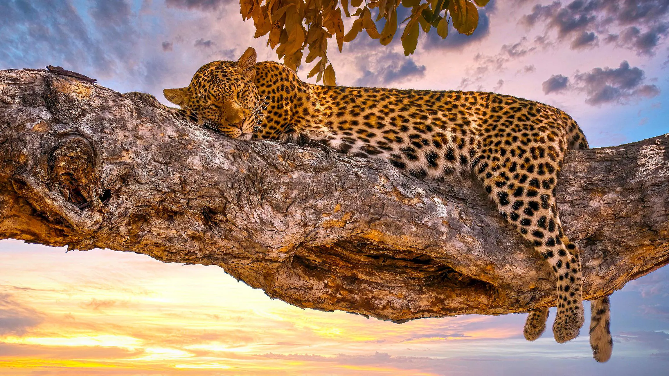Leopard, Serengeti National Park, Tanzania
