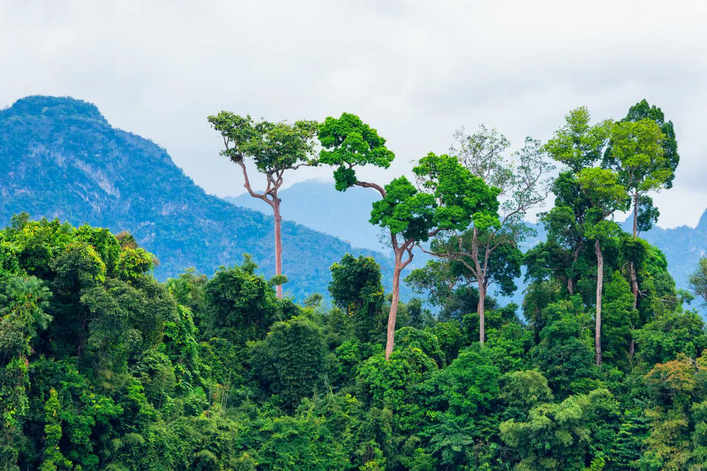 A view of the Amazon rainforest with mountains in the background
