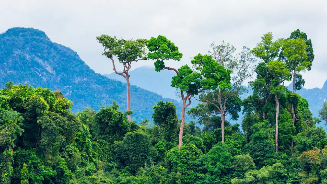 A view of the Amazon rainforest with mountains in the background