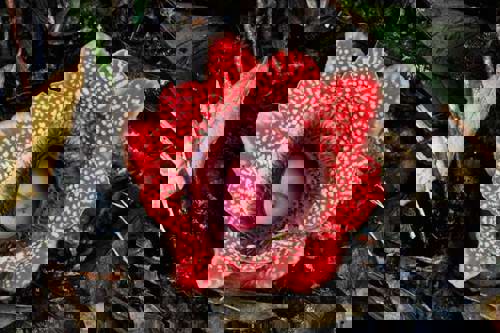 See giant flora at Kinabalu National Park