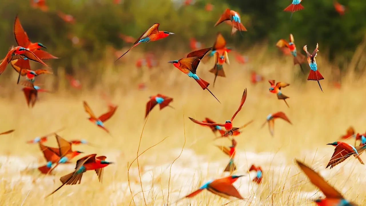 Southern carmine bee-eaters, Zambezi National Park