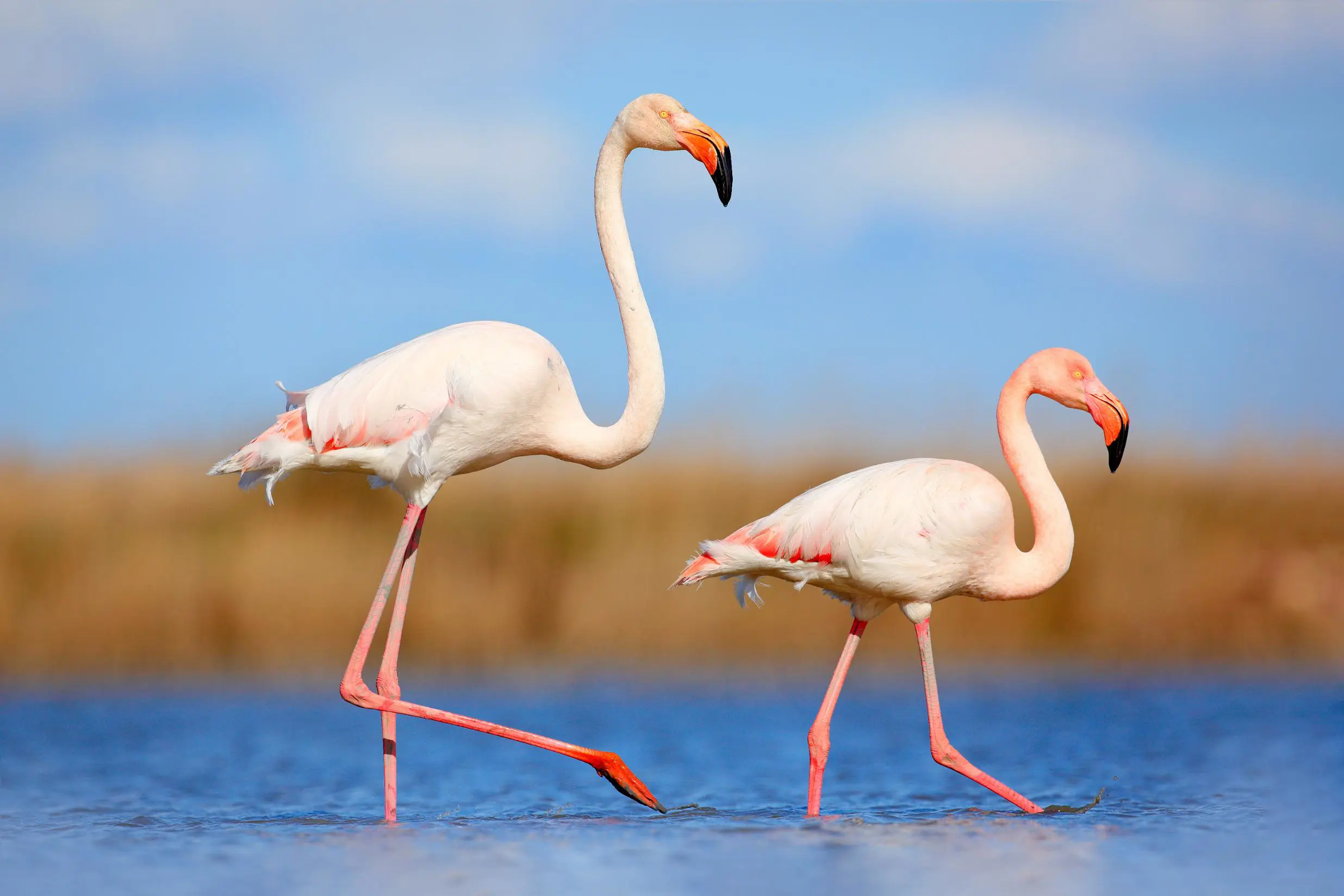 wo flamingos at Castro Marim Nature Reserve, standing in shallow water with a blurred background and the birds in sharp focus