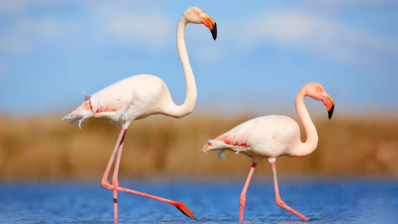 wo flamingos at Castro Marim Nature Reserve, standing in shallow water with a blurred background and the birds in sharp focus