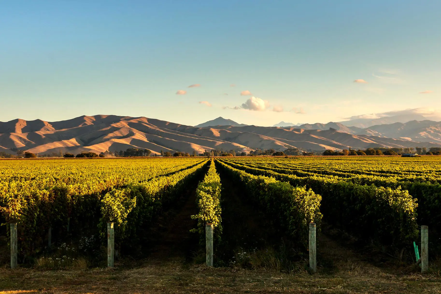 Marlborough Vineyards, New Zealand