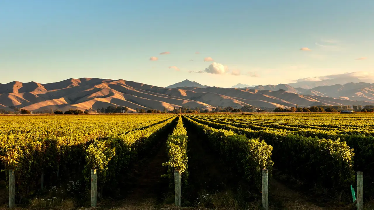 Marlborough Vineyards, New Zealand
